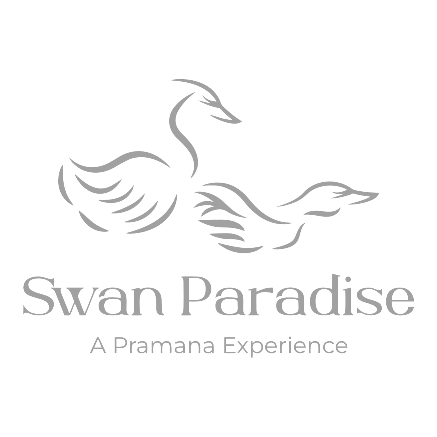 Swan Paradise
